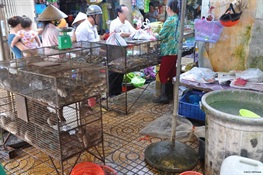 Has Vietnam banned the wildlife trade to curb the risk of future pandemics? 